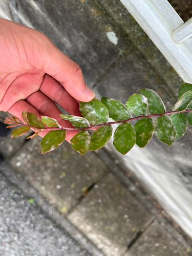 Crape Myrtle Mildew