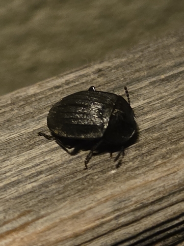 Black snail beetle
