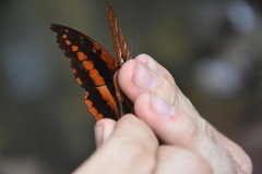 Charaxes cynthia kinduana