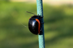 Chrysolina rossia