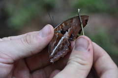 Charaxes cynthia kinduana