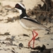 Pied Lapwing - Photo (c) Félix Uribe, some rights reserved (CC BY-SA)