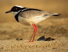 Pied Plover photo 3