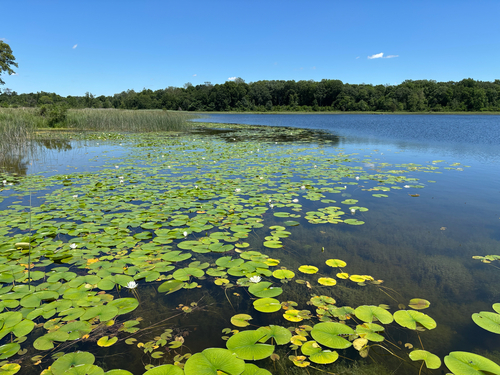 iNaturalist observation photo of American white waterlily