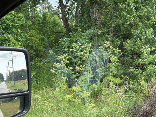 iNaturalist observation photo of poison hemlock
