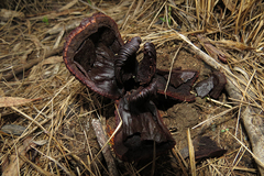 Prosopanche americana