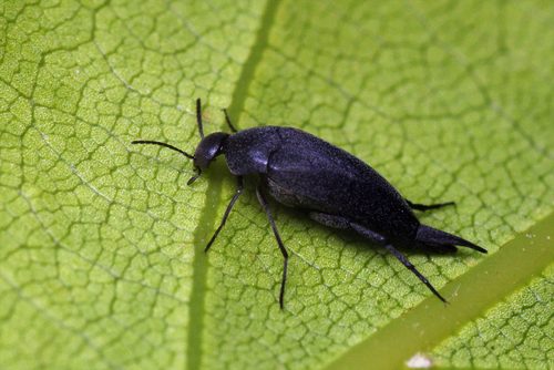 Mordellistena pumila