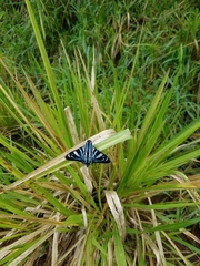 Nosphistia zonara