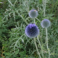 Echinops latifolius