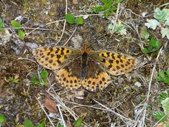 Boloria gong