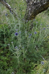 Echinops latifolius