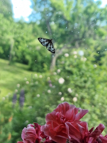 Small Magpie