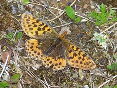 Boloria gong