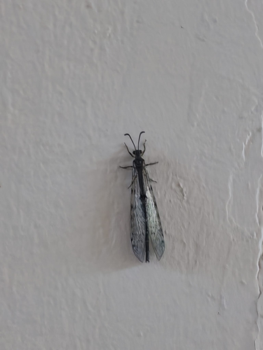 Four-spotted antlion