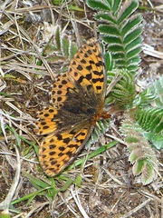 Boloria gong