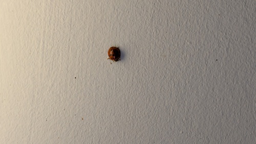 Asian Lady Beetle