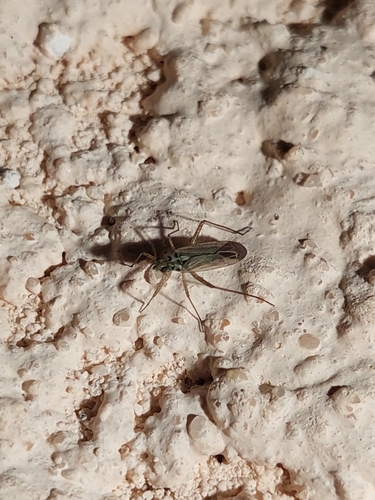 knapweed plant bug