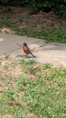 American Robin
