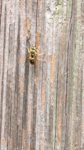 Southern Yellowjacket