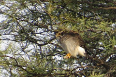 Spiziapteryx circumcincta