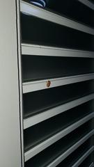 Eleutherodactylus coqui