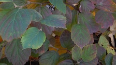 Fothergilla
