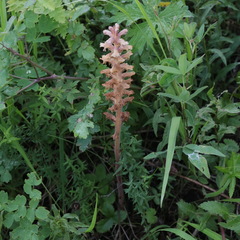 Orobanche krylowii