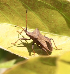 Coreus marginatus