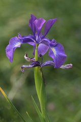 Iris latifolia