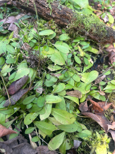Mazus novaezeelandiae (Mazus novaezeelandiae)