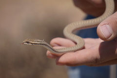 Psammophis lineolatus