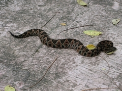 Metlapilcoatlus indomitus