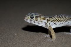 Teratoscincus scincus
