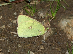 Colias poliographus