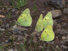 Colias poliographus