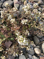 Cochlearia danica