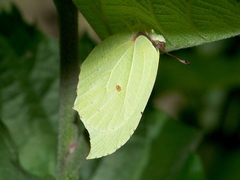 Gonepteryx