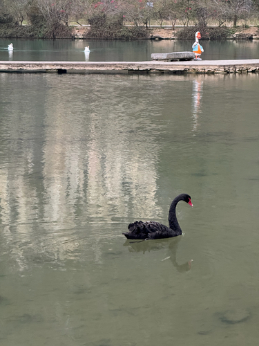 Black Swan