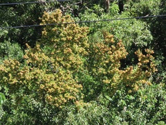 Hymenocardia ulmoides