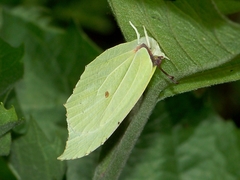 Gonepteryx aspasia