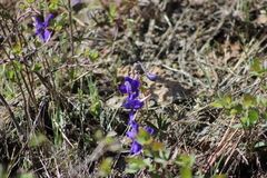 Delphinium nuttallii