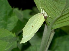 Gonepteryx aspasia