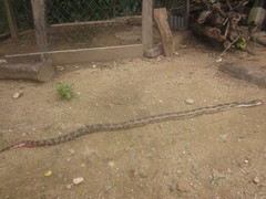 Pituophis lineaticollis