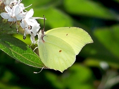 Gonepteryx aspasia
