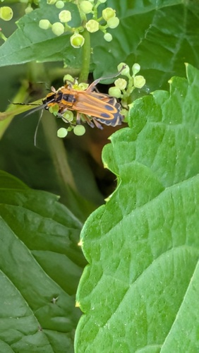 Margined Leatherwing Beetle