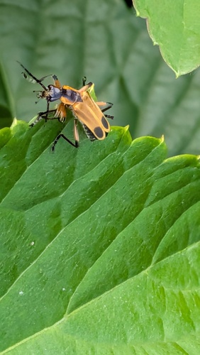 Margined Leatherwing Beetle