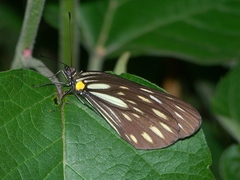 Aporia agathon