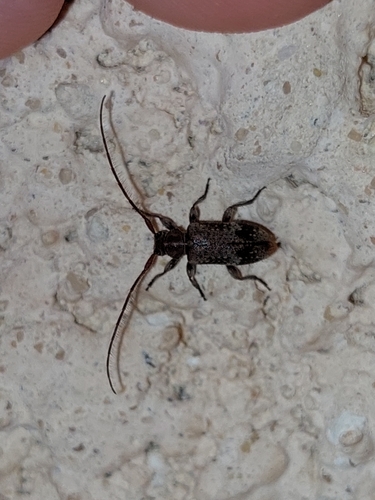 Exocentrus adspersus