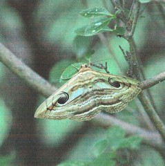 Spirama helicina