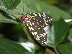 Callindra principalis